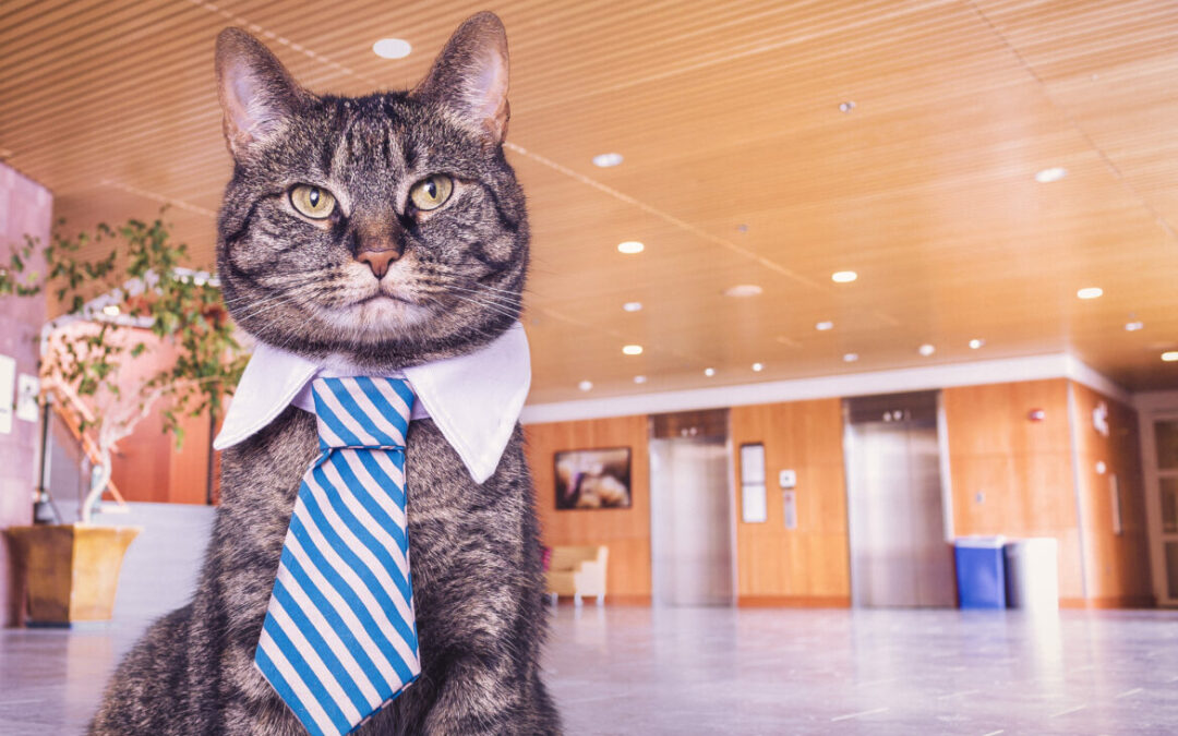 Office cats call strike during workplace negotiations