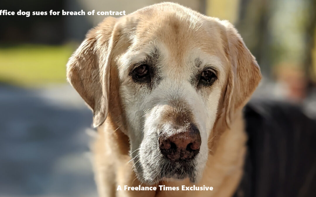 Office dog sues for breach of contract  